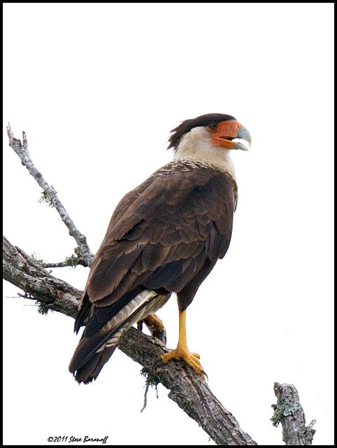 _1SB5081 crested caracara.jpg